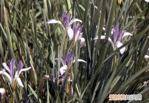 马莲子的功效与作用马莲种子可以种吗