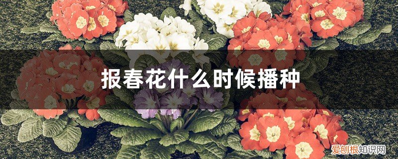 报春种子什么时候种 报春花什么时候播种