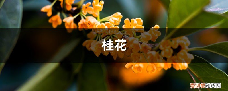 家里只种一棵桂花树好不好? 一根枝条，一个花盆，在家自己种桂花，不花钱也能嗅花香