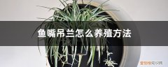 鱼眼吊兰怎么养 鱼嘴吊兰怎么养殖方法，怎么施肥