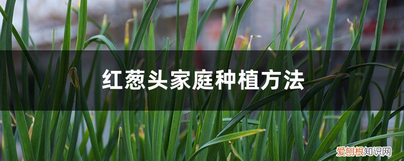 红葱头的种植方法和管理 红葱头家庭种植方法，种植全过程