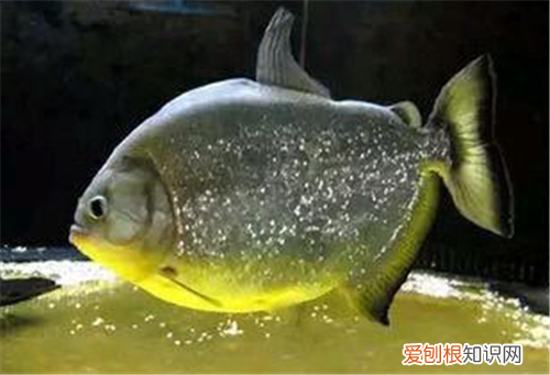 水虎鱼价格 水虎鱼怎么养