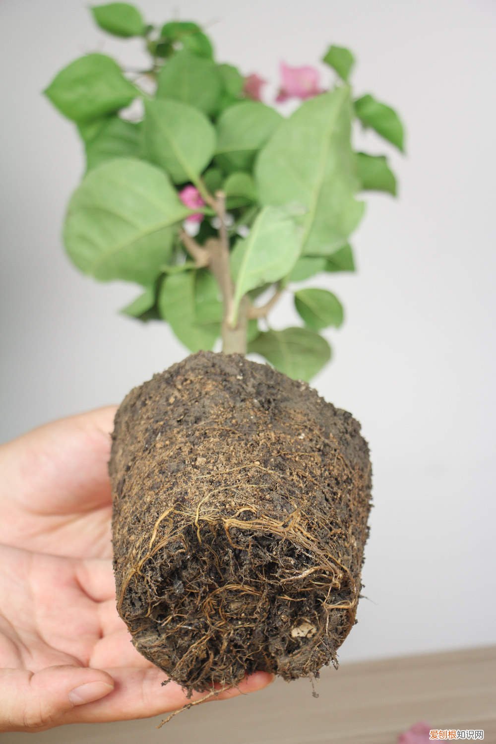 三角梅开完花用剪枝吗 给三角梅剪几刀，1年爆3次，各个都是大花球！