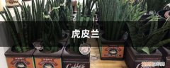 为什么“虎皮兰”总比别人家的矮半截？原来是没给它喂点“药”，只要1粒就可以