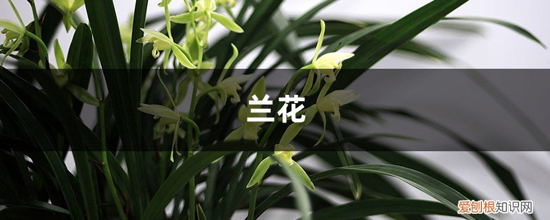 兰花有了花芽怎么浇水施肥 “兰花”盆里加点“粪”，不愁兰花不开花，叶子嫩芽长不断！