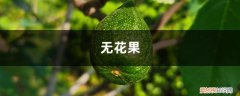 无花果根部长了新枝 “无花果”剪个枝插土里，30天就生根，结的果子甜过蜜！