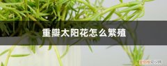 重瓣太阳花苗种植方法 重瓣太阳花怎么繁殖