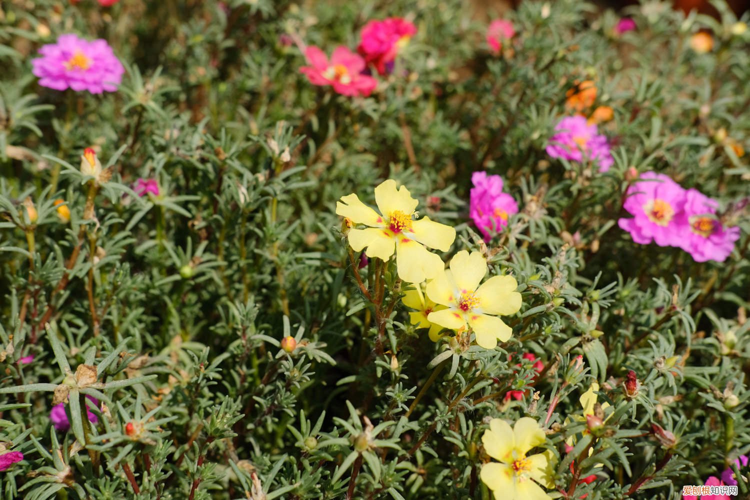 重瓣太阳花苗种植方法 重瓣太阳花怎么繁殖