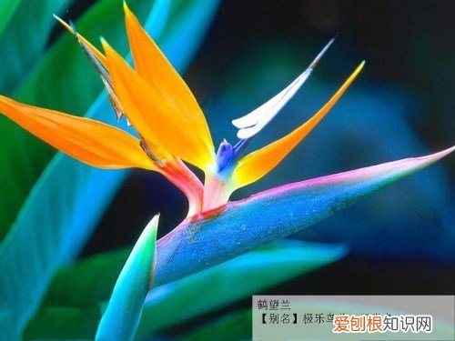 天堂鸟花语是什么 天堂鸟有几种