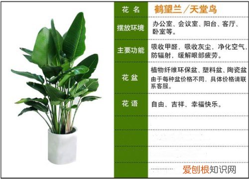 天堂鸟花语是什么 天堂鸟有几种