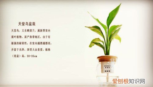 天堂鸟花语是什么 天堂鸟有几种