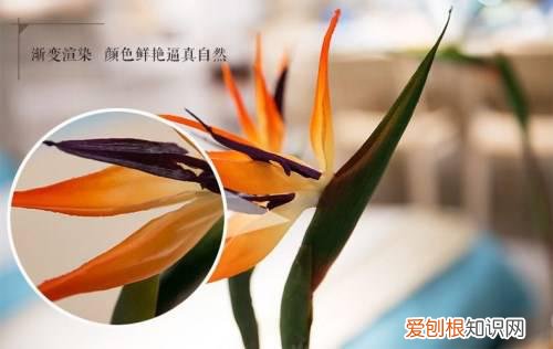 天堂鸟花语是什么 天堂鸟有几种