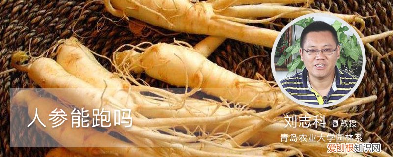 人参真的能跑吗? 人参能跑吗