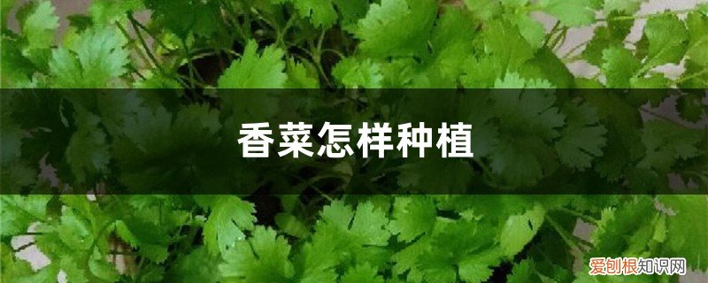 香菜怎样种植发芽率高 香菜怎样种植