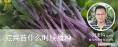 红菜苔从播种到采收要多长时间 红菜苔什么时候播种