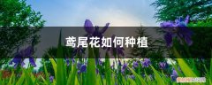 鸢尾花怎么养才开花 鸢尾花如何种植，后期如何养护