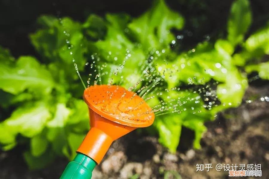 室内植物怎么种植，室内植物种植5方法，家居花草35张装修布置图，懒人秒懂小户型也适用