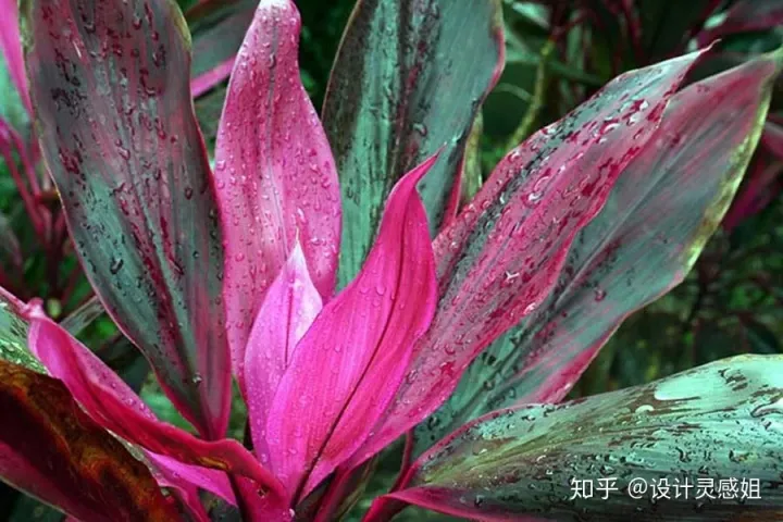 室内植物怎么种植，室内植物种植5方法，家居花草35张装修布置图，懒人秒懂小户型也适用