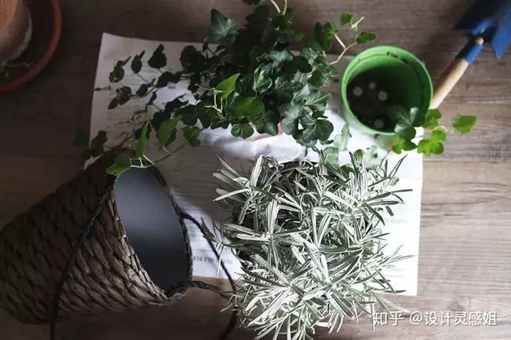 室内植物怎么种植，室内植物种植5方法，家居花草35张装修布置图，懒人秒懂小户型也适用