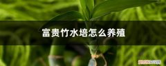 富贵竹水培的养殖方法 富贵竹水培怎么养殖，怎么水养肥壮