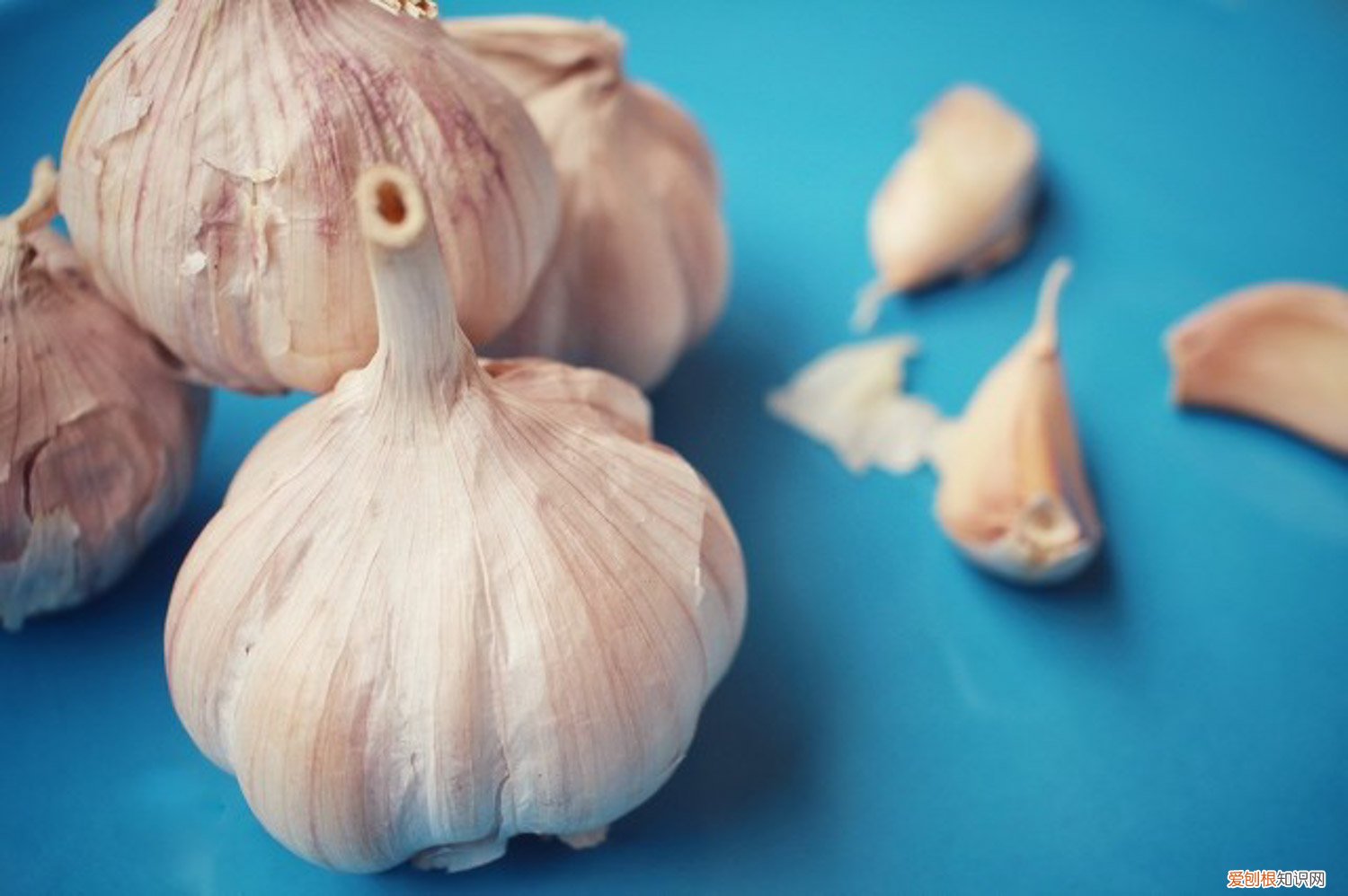 什么时候种大蒜最合适西北地区 什么时候种大蒜最合适