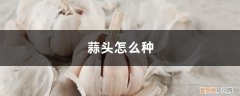 蒜头怎么种植 蒜头怎么种