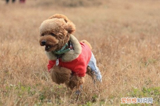 女生为什么喜欢养泰迪 女生喜欢养泰迪的原因