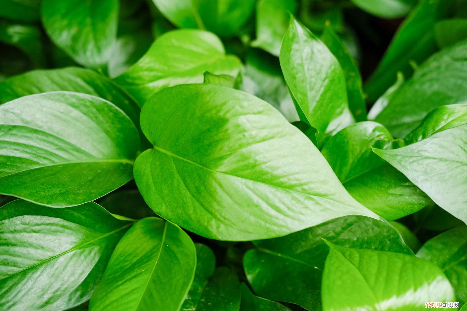 绿萝浇啤酒好吗,浇啤酒怎么浇 绿萝浇啤酒好吗,浇啤酒怎么浇