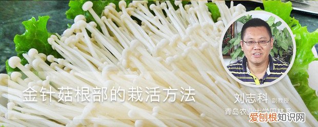 金针菇根部的栽活方法图解 金针菇根部的栽活方法