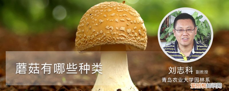 蘑菇有哪些种类图片 蘑菇有哪些种类