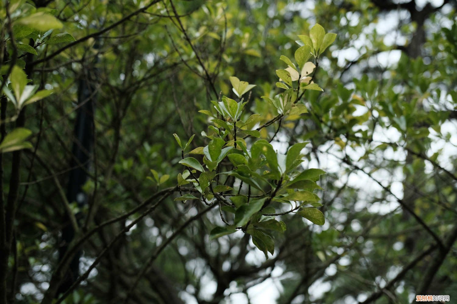 海冬青是什么鱼 海冬青是什么