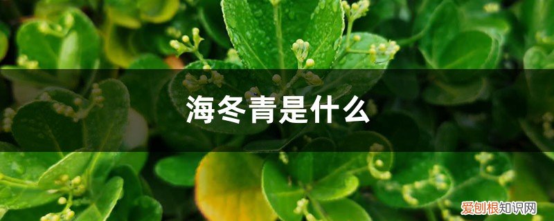海冬青是什么鱼 海冬青是什么