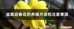 迎春花怎么养殖方法 盆栽迎春花的养殖方法和注意事项，如何繁殖