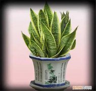 净化室内空气的植物常见的7种绿植推荐