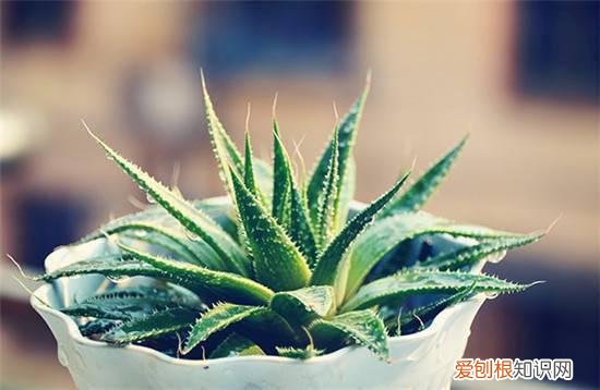 净化室内空气的植物常见的7种绿植推荐