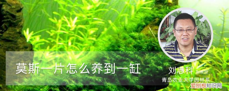 一片莫斯怎么养爆缸 莫斯一片怎么养到一缸