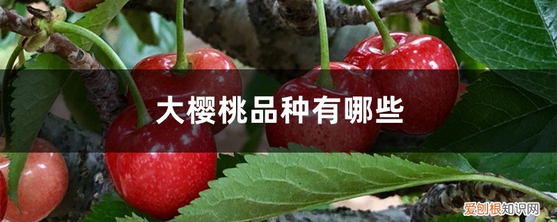 大樱桃品种哪些好吃 大樱桃品种有哪些