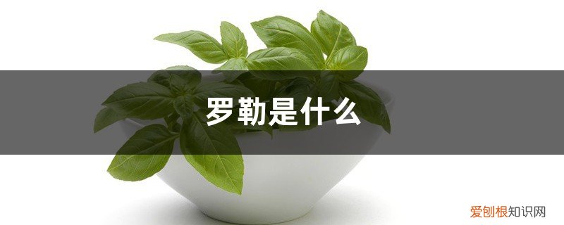 罗勒是什么调料 罗勒是什么