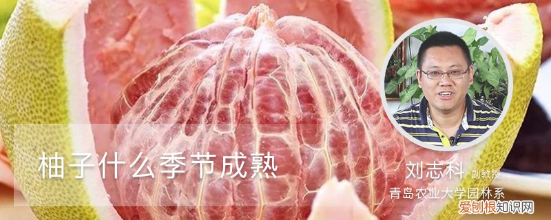 柚子在什么季节成熟? 柚子什么季节成熟