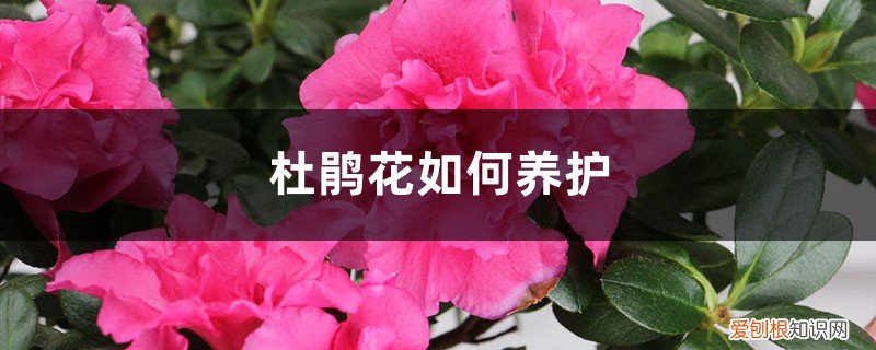 杜鹃花如何养护,提供什么土壤最好 杜鹃花如何养护，提供什么土壤