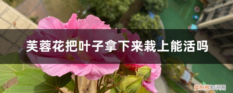 芙蓉花怎么能栽活 芙蓉花把叶子拿下来栽上能活吗，繁殖方法