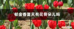 郁金香的花骨朵长什么样 郁金香夏天有花骨朵儿吗，夏天怎么养