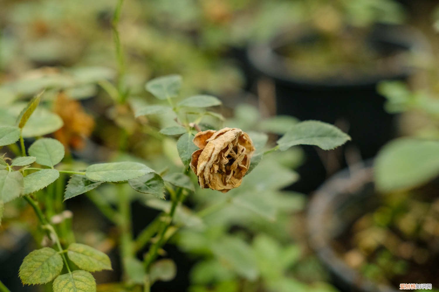 月季花如何修剪过冬 月季花冬天怎么过冬，冬天怎么剪枝