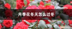 月季花如何修剪过冬 月季花冬天怎么过冬，冬天怎么剪枝