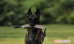 马犬尾巴卷怎么办 马犬尾巴卷的原因