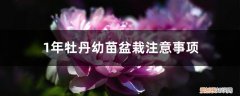 牡丹实生苗几年开花 1年牡丹幼苗盆栽注意事项，幼苗几年开花