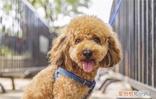 泰迪多大算成犬 泰迪12个月后算成犬