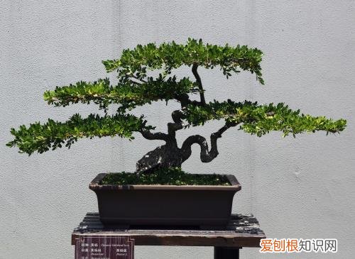 中国盆景有哪些品种名贵盆景树种排行榜