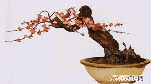 中国盆景有哪些品种名贵盆景树种排行榜