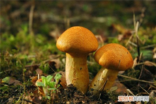 蘑菇有哪些营养价值食用蘑菇要注意什么